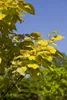 Catalpa bignonioides, Trompetenbaum, 40–60 cm, ca. 12 cm Produktbild-Vorschau 5
