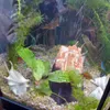 Ghiaia Acquario per Piante, Substrato Quarzo Giallo Ambra Anteprima dell’immagine prodotto 6