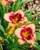 Hemerocallis x cult. 'Daring Deception', Taglilie, Podgląd zdjęcia produktu 2