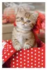 TREFL Puzzle Animaux mignons : chaton 54 pièces Voir les images du produit 2