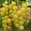Winorośl Refren 2L Podgląd zdjęcia produktu 1