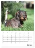 Geliebte Rabauken - Rauhaardackel (Wandkalender 2027 DIN A4 Produktbild-Vorschau 10