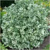 Plants by Frank | 12 Plantes de fusain multicolores | Voir les images du produit 2
