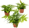 Bloomique - 3er Set - Farne Winterhart für Garten - Produktbild-Vorschau 1