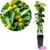 Psidium cattleianum var. luridum "Yellow" guava, výška Náhľad obrázku produktu 1