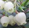 Arbutus unedo – Erdbeerbaum als dekoratives Stämmchen - Produktbild-Vorschau 4