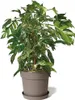 Dessous-de-plat Sabbiato Ø 35 cm taupe Greener Voir les images du produit 4