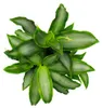 Murdannia loriformis "Bright Star" - niedrig wachsende Produktbild-Vorschau 3