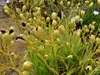 Leopardenblume, Cont. 0,5 l Produktbild-Vorschau 6