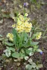 Primula elatior, Schlüsselblume, gelb, ca. 9x9 cm Topf Produktbild-Vorschau 10