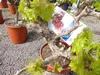 Vitis Vinifera kernlos rote & helle Trauben Weinstock, Produktbild-Vorschau 6