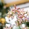 Orchidea Phalaenopsis Spider Orange Ø9cm - Pianta da Anteprima dell’immagine prodotto 6