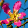 Arbre à soie (Ceiba speciosa)  - 10 graines Voir les images du produit 1