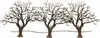 Three bare trees are depicted against a white background. Produktbild-Vorschau