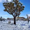 Exotensamen - 5er Pack - Winterhart - Yucca Brevifolia - Produktbild-Vorschau 9