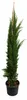 Cupressus sempervirens Totem 140–160 cm | Säulenzypresse | Produktbild-Vorschau 4