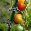 KADAX clip per piante di pomodoro germogli di fagioli clip Anteprima dell’immagine prodotto 4