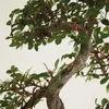 Bloomique - Bonsai Zelkova - Kształt litery S - Drzewko Podgląd zdjęcia produktu 5