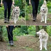 lionto Laisse multifonctions, laisse pour chiens réglable Voir les images du produit 2