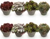 Exotická půdopokryvná rostlina – rozchodník Sempervivum Mix Náhled obrázku produktu 1