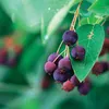 A close-up shot of a cluster of dark purple berries on a branch with green leaves. Produktbild-Vorschau