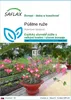 SAFLAX - púštne ruže - Adenium obesum - 8 Semená Náhľad obrázku produktu 1