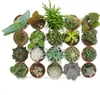 Cactus et succulentes - Starter Set XXL - 20 plantes Voir les images du produit 3
