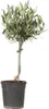 Olivier - Olea europaea - Hauteur 45-55cm - ⌀14cm Voir les images du produit 1