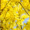 2 x  Forsythia  - Forsythia intermedia 'Lynwood'  | 50-60 Náhľad obrázku produktu 1