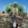 Exotensamen - 5er Pack - Winterhart - Yucca Brevifolia - Produktbild-Vorschau 5