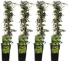 Hedera helix – bluszcz pospolity, 4 rośliny, średnica 15 Podgląd zdjęcia produktu 1