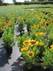 Rudbeckia Sunbeckia Alicia - Sonnenhut Sunbeckia Alicia Produktbild-Vorschau 2