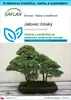 SAFLAX Dárková sada - Jalovec čínský - Juniperus chinensis Náhled obrázku produktu 1