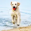 Chuckit! Hundespielzeug Fetch Ball, Größe: M Produktbild-Vorschau 9