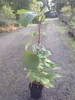 beliebte selbstfruchtende Kiwi Jenny Kiwibaum 60-100 cm Produktbild-Vorschau 3