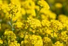 Alyssum montanum 'Berggold', Steinkraut, goldgelb, ca. 9x9 Produktbild-Vorschau 10