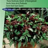Siam Queen Thai-Basilikum-Samen – Aromatische Kräuter für Produktbild-Vorschau 1
