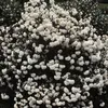 Großblumiger Schneeball - Viburnum carlcephalum  | 60-80 cm Produktbild-Vorschau 1