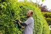 Bosch AdvancedHedgeCut 65 - Tagliasiepi - elettrico - 500 W Anteprima dell’immagine prodotto 6