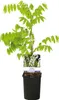 Glycinie Wisteria floribunda Alba - bílé kvety - 11cm x Náhled obrázku produktu 3
