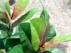 EUROPALMS Gummibaum, Kunstpflanze, 100cm Produktbild-Vorschau 5