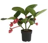 Dehner Medinille Flamenco, rosa-rote Blüten, ca. 45-55 cm, Produktbild-Vorschau 1
