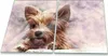 Herdabdeckplatte Glaskeramik 2-Teilig 2x40x52 Tiere Braun Produktbild-Vorschau 1
