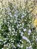 6 x Calamintha nepeta 'Nepeta' - Bergthymian im 9x9 cm Topf Produktbild-Vorschau 1
