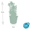 Couvre-sol - Fusain rampant - Euonymus japonicus 'Green Voir les images du produit 3