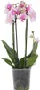 Schmetterlingsorchidee - Phalaenopsis Multiflora - Höhe Produktbild-Vorschau 1
