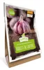 Artikelbild 3 von 'XXL Winterpflanzknoblauch Violett de Lautrec' Produktbild-Vorschau