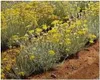10x Helichrysum italicum Italienische Strohblume Garten Produktbild-Vorschau 6