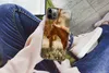 MuchoWow® Handyhülle Schutzhülle Hülle für iPhone 13 Pro Produktbild-Vorschau 3