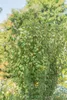Amelanchier alnifolia 'Obelisk', Felsenbirne, 80–100 cm Produktbild-Vorschau 2